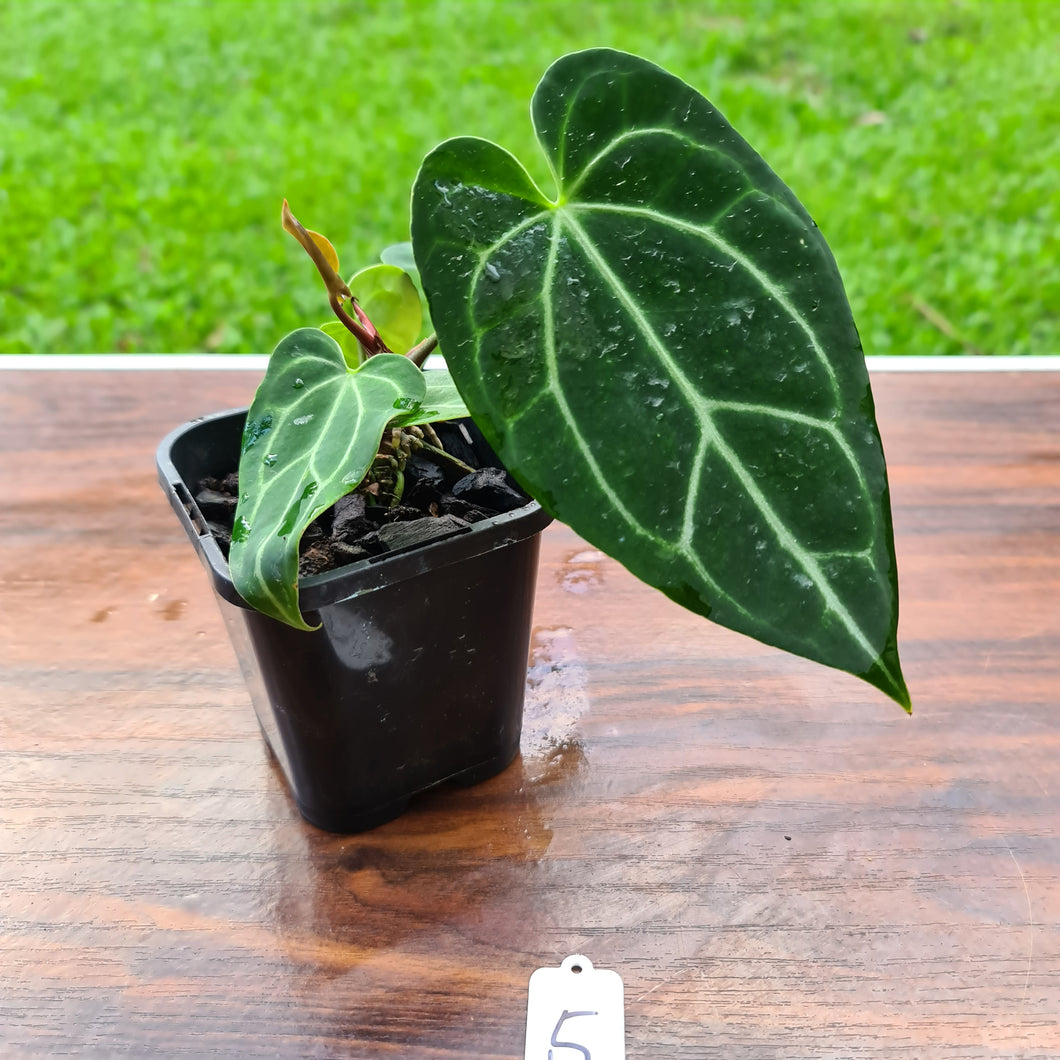 #5 Dark Anthurium Crystallinum x