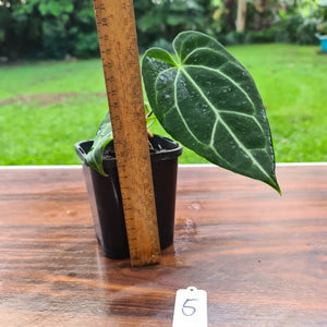 #5 Dark Anthurium Crystallinum x