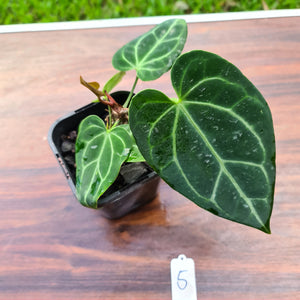 #5 Dark Anthurium Crystallinum x