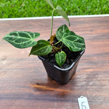 Load image into Gallery viewer, #5 Dark Anthurium Crystallinum x