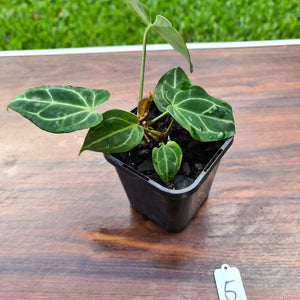 #5 Dark Anthurium Crystallinum x