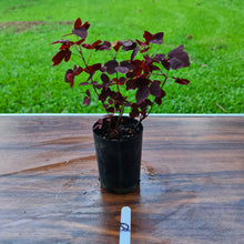 Load image into Gallery viewer, #52 Oxalis Hedysaroides - Fire Fern