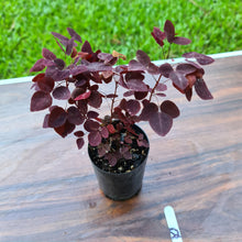 Load image into Gallery viewer, #52 Oxalis Hedysaroides - Fire Fern