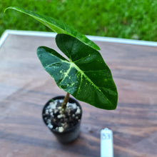 Load image into Gallery viewer, #33 Alocasia New Guinea Gold