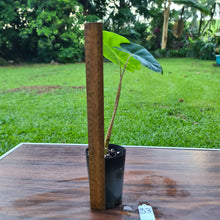 Load image into Gallery viewer, #33 Alocasia New Guinea Gold