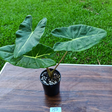 Load image into Gallery viewer, #150 Alocasia New Guinea Gold