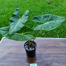 Load image into Gallery viewer, #150 Alocasia New Guinea Gold