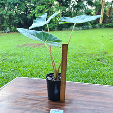 Load image into Gallery viewer, #150 Alocasia New Guinea Gold