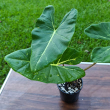 Load image into Gallery viewer, #150 Alocasia New Guinea Gold
