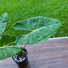 Load image into Gallery viewer, #150 Alocasia New Guinea Gold