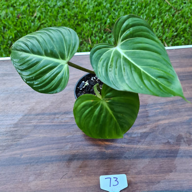 #73 Philodendron Gloriosum