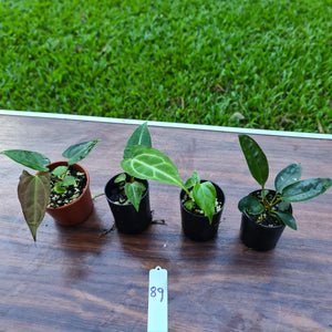 #89 BABY ANTHURIUM PACKAGE - 4 x SEEDLINGS