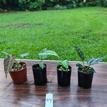 Load image into Gallery viewer, #89 BABY ANTHURIUM PACKAGE - 4 x SEEDLINGS