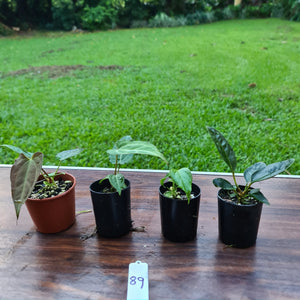 #89 BABY ANTHURIUM PACKAGE - 4 x SEEDLINGS