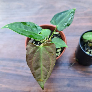 #89 BABY ANTHURIUM PACKAGE - 4 x SEEDLINGS