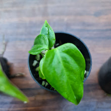 Load image into Gallery viewer, #89 BABY ANTHURIUM PACKAGE - 4 x SEEDLINGS