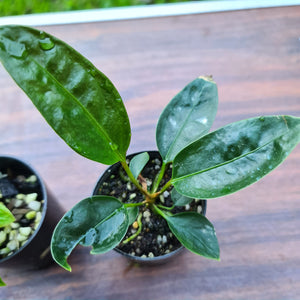 #89 BABY ANTHURIUM PACKAGE - 4 x SEEDLINGS