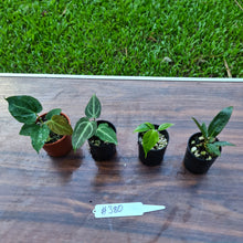 Load image into Gallery viewer, #380 BABY ANTHURIUM PACKAGE - 4 x SEEDLINGS