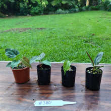 Load image into Gallery viewer, #380 BABY ANTHURIUM PACKAGE - 4 x SEEDLINGS