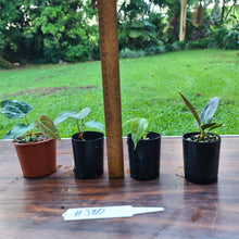 Load image into Gallery viewer, #380 BABY ANTHURIUM PACKAGE - 4 x SEEDLINGS