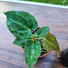 Load image into Gallery viewer, #380 BABY ANTHURIUM PACKAGE - 4 x SEEDLINGS