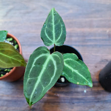 Load image into Gallery viewer, #380 BABY ANTHURIUM PACKAGE - 4 x SEEDLINGS