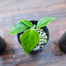 Load image into Gallery viewer, #380 BABY ANTHURIUM PACKAGE - 4 x SEEDLINGS