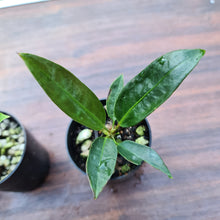 Load image into Gallery viewer, #380 BABY ANTHURIUM PACKAGE - 4 x SEEDLINGS