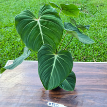 Load image into Gallery viewer, #320 Philodendron Gloriosum - 2 x heads