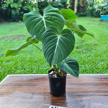 Load image into Gallery viewer, #320 Philodendron Gloriosum - 2 x heads