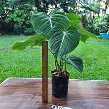 Load image into Gallery viewer, #320 Philodendron Gloriosum - 2 x heads