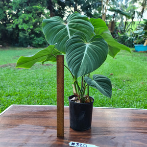 #320 Philodendron Gloriosum - 2 x heads