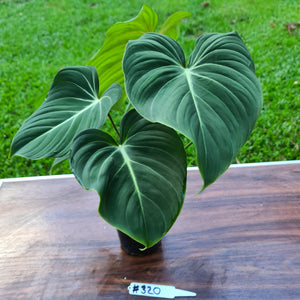 #320 Philodendron Gloriosum - 2 x heads