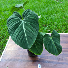 Load image into Gallery viewer, #8 Philodendron Gloriosum