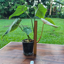 Load image into Gallery viewer, #8 Philodendron Gloriosum