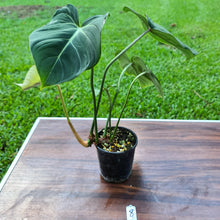 Load image into Gallery viewer, #8 Philodendron Gloriosum
