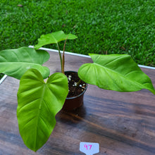 Load image into Gallery viewer, #97 Philodendron Golden Erubescens