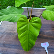 Load image into Gallery viewer, #97 Philodendron Golden Erubescens