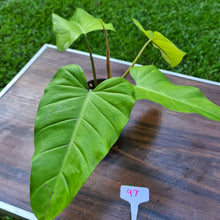 Load image into Gallery viewer, #97 Philodendron Golden Erubescens