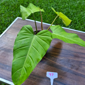 #97 Philodendron Golden Erubescens