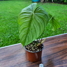 Load image into Gallery viewer, #37 Philodendron Plowmanii x Tenue