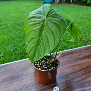 #37 Philodendron Plowmanii x Tenue