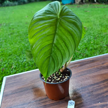 Load image into Gallery viewer, #37 Philodendron Plowmanii x Tenue
