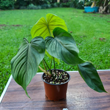 Load image into Gallery viewer, #37 Philodendron Plowmanii x Tenue