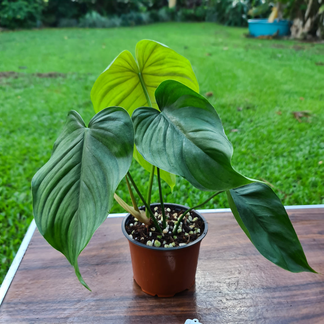 #37 Philodendron Plowmanii x Tenue