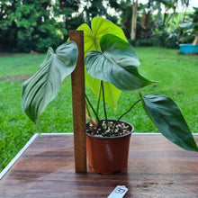 Load image into Gallery viewer, #37 Philodendron Plowmanii x Tenue