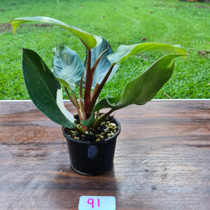 #91 Philodendron White Knight - 2 x heads
