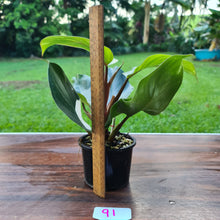 Load image into Gallery viewer, #91 Philodendron White Knight - 2 x heads