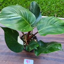 Load image into Gallery viewer, #91 Philodendron White Knight - 2 x heads