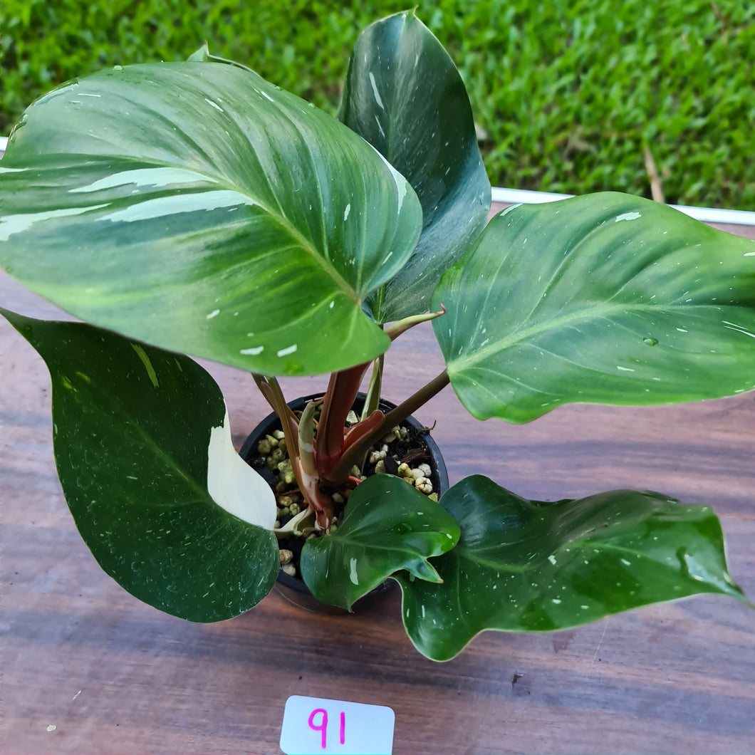 #91 Philodendron White Knight - 2 x heads
